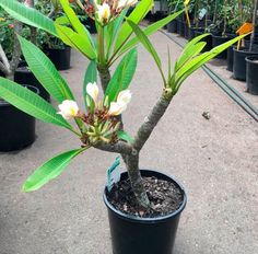 a small tree with white flowers in a black pot on the ground next to other plants