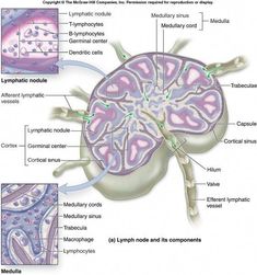 an image of the inside of a human brain with labels on each side and labeled in green