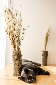 a black cat laying on top of a wooden table next to two vases filled with plants