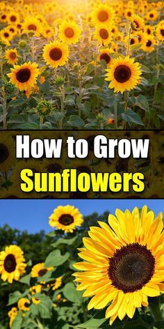 sunflowers with the words how to grow sunflowers