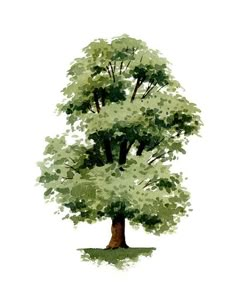 a watercolor painting of a tree with green leaves