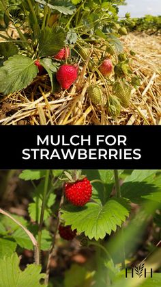 strawberries growing in the field with text overlay that reads mulch for strawberries