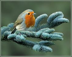 a small bird perched on top of a pine tree