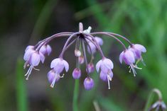 purple flowers are blooming in the grass