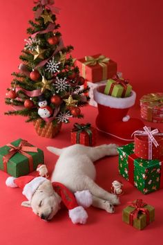 a white dog laying on its back next to christmas presents