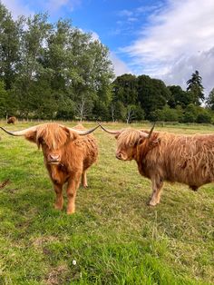 two long haired cows walking in the grass