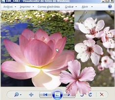 an image of pink flowers and water lilies