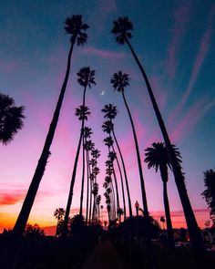 palm trees are silhouetted against the evening sky