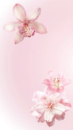 two pink flowers are floating in the air