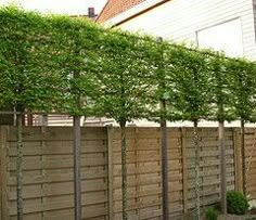 a wooden fence with green plants growing on it