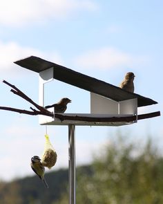 two birds sitting on top of a bird feeder