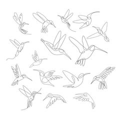 a bunch of birds that are flying in the air