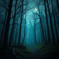 a dark forest filled with lots of trees