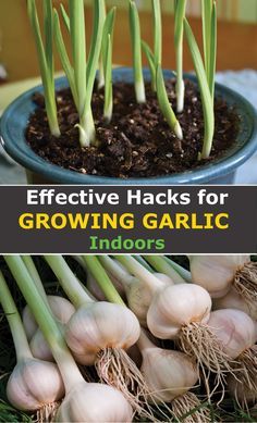 garlic growing in a pot with the title effective hacks for growing garlic indoors