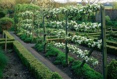 the garden is full of white flowers and trees with hedges on each side, along with an enclosed walkway