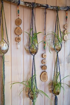 an assortment of hanging air plants on a wood paneled wall with beads and chains