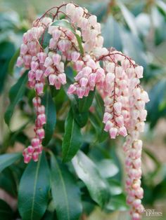 pink flowers are blooming on the tree