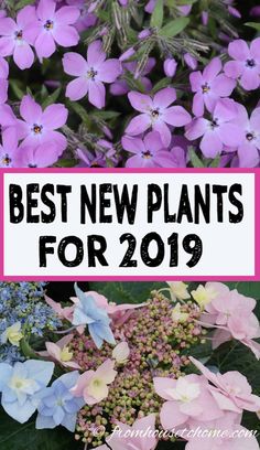 purple and blue flowers with the words best new plants for 2019 in front of them