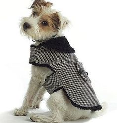 a small dog is dressed in a coat