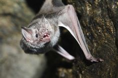 a bat hanging upside down on a rock