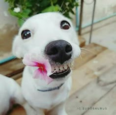 a white dog holding a pink flower in its mouth