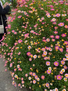 pink and white flowers are growing in a flower bed next to a woman looking at her cell phone