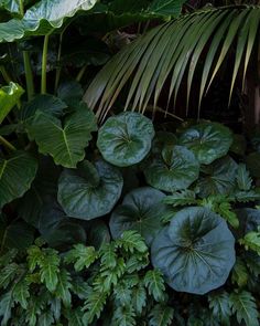 large green leaves are growing in the jungle like area that is home to many other plants