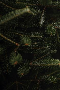 the branches of a pine tree are green