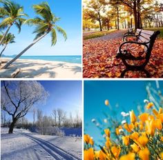 four different pictures with trees and flowers in the foreground, snow on the ground