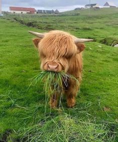 a brown cow eating grass on top of a lush green field with houses in the background