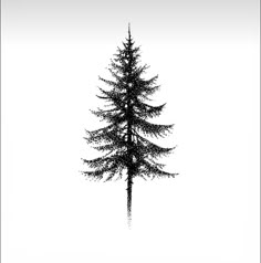 a black and white photo of a pine tree