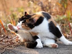 a black, white and orange cat is playing with a toy in the dirt outside