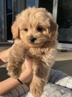 a small brown dog standing on top of a white bed next to a person's hand