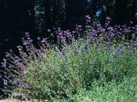 some purple flowers are growing in the grass