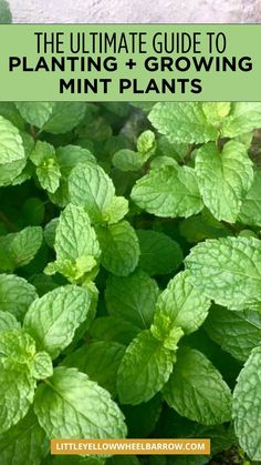 the ultimate guide to planting and growing mint plants