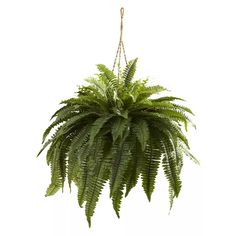 a green plant hanging from a rope on a white wall