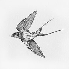 a drawing of a bird flying in the sky