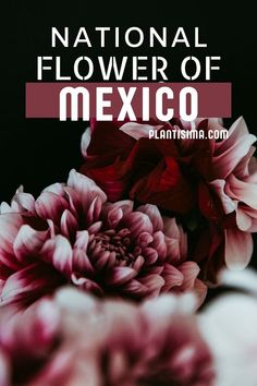 flowers with the words national flower of mexico in front of it and an image of pink flowers