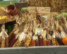 corn on the cob for sale at a farmer's market with pumpkins and squash