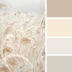 the color scheme is beige and white, with some brown tones to match it's surroundings