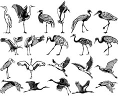 an image of birds flying in the air