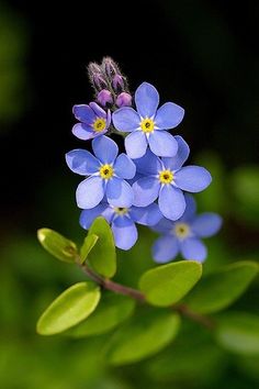 small blue flowers with green leaves in the background