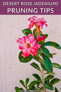 a pink flower with green leaves and the words desert rose adventure pruning tips