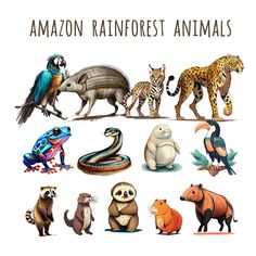 an image of different animals that are in the same place on this page with words reading amazon rainforest animals