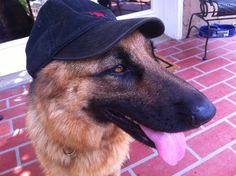 a german shepherd dog wearing a hat and sitting on a brick patio with its tongue hanging out