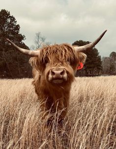 a cow with long horns standing in the middle of a field full of tall grass