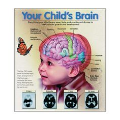 a child's brain is shown with different parts labeled in the top right corner