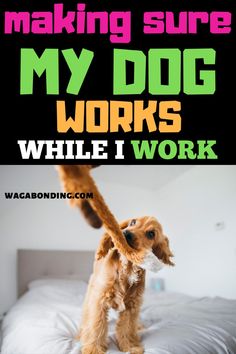 a dog standing on top of a bed with the caption making sure my dog works while i work