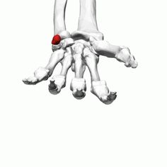 an image of the foot bones with a red spot in it's middle finger