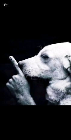 a black and white photo of a dog holding a cell phone